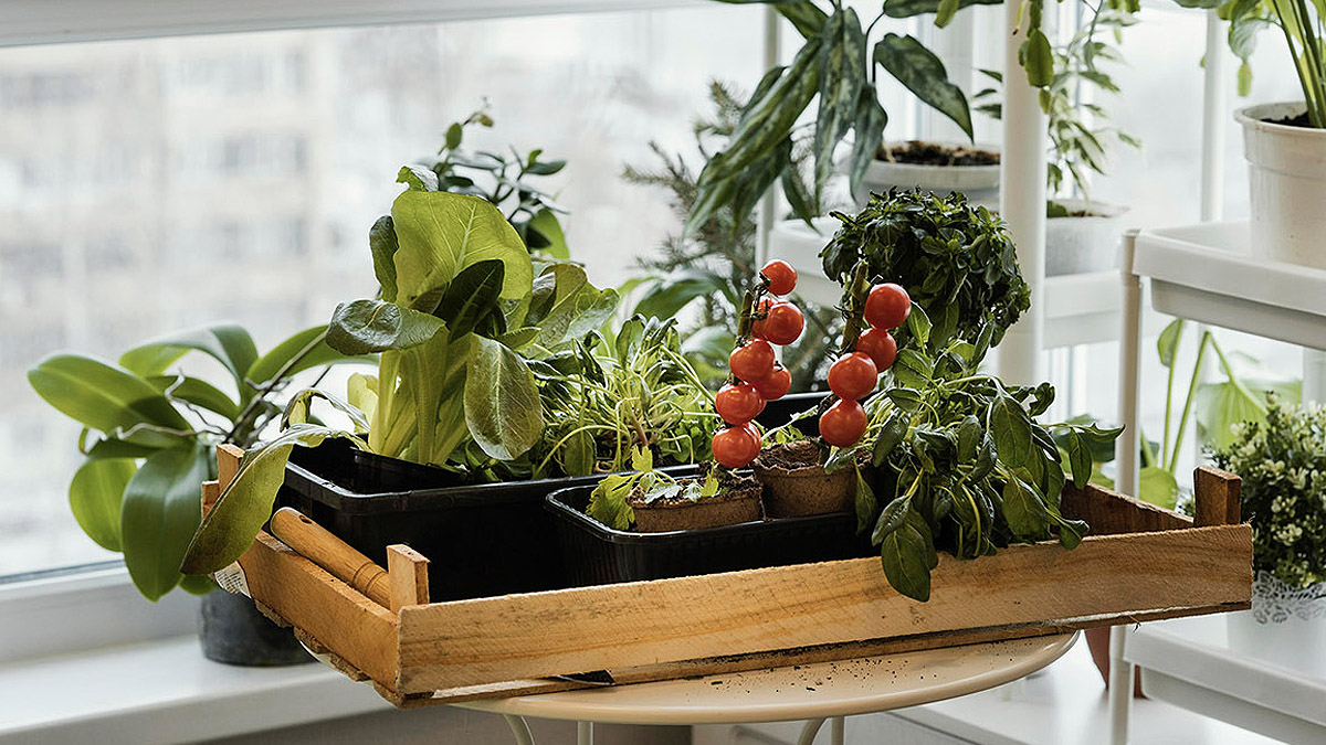 Taller para familias EL HUERTO FLORIDO. La huerta en casa