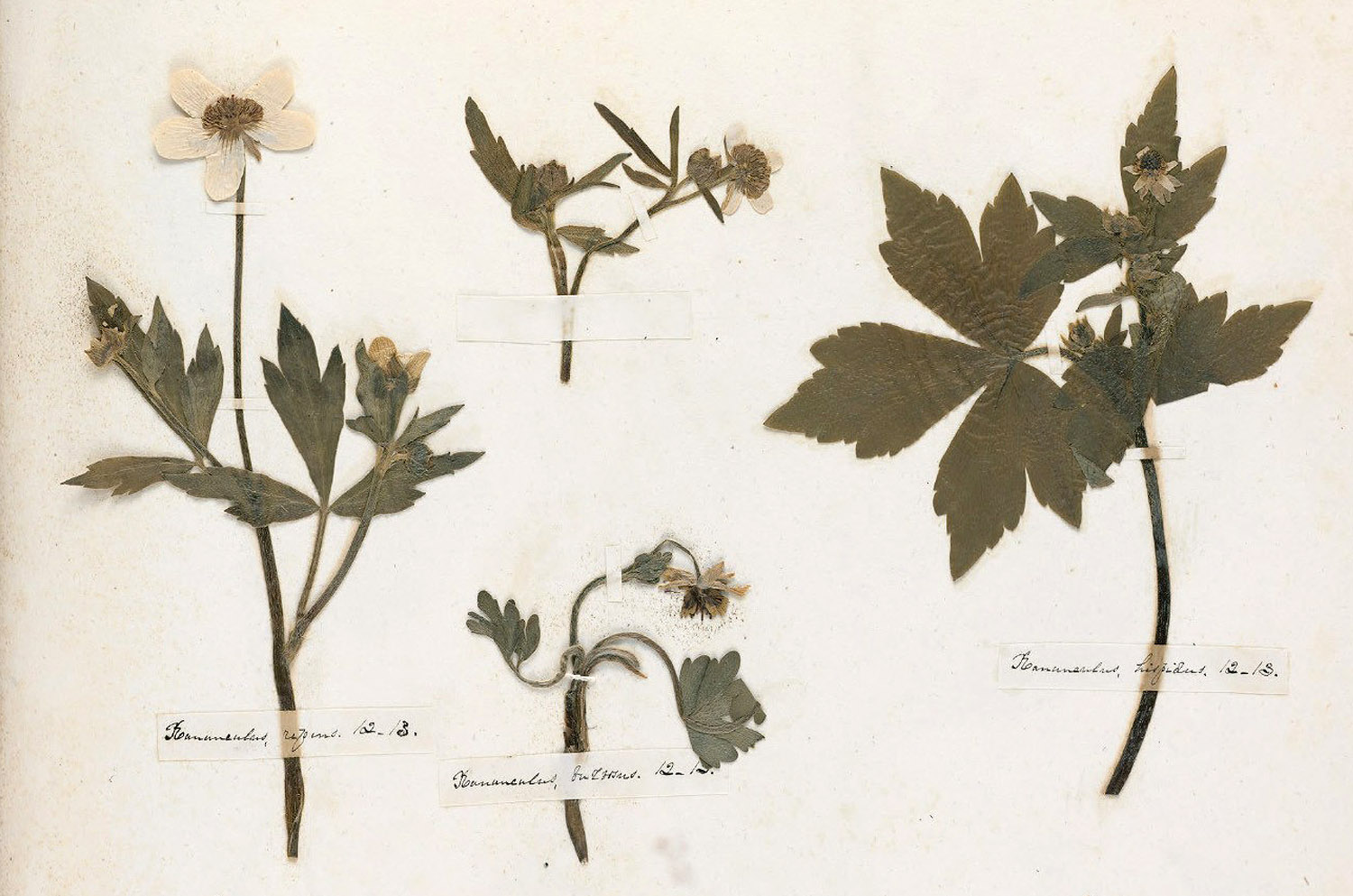 Emily Dickinson. Visita-recital por el jardín de Parque Florido