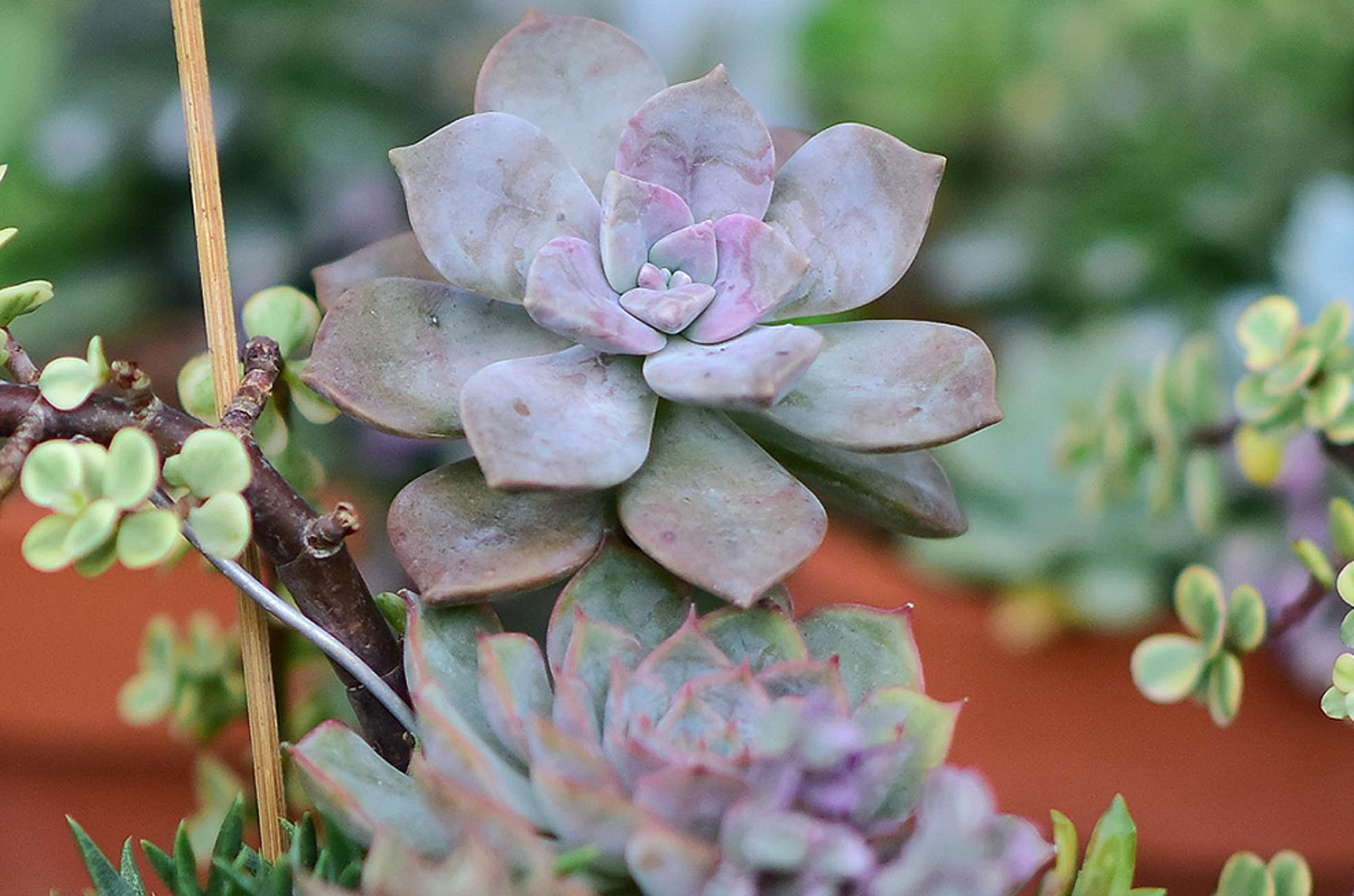 Talleres "El Huerto Florido". MINI JARDÍN VERANIEGO 